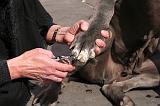 GRIFFES - DOGUE ALLEMAND 048
